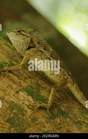 Les lézards jaunes sur les arbres sont colorés en harmonie avec la nature. Banque D'Images
