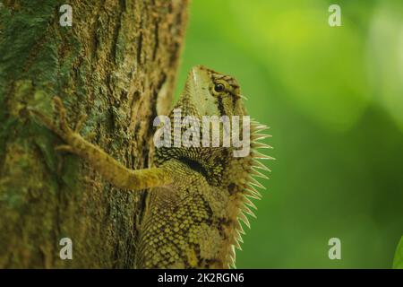 Les lézards jaunes sur les arbres sont colorés en harmonie avec la nature. Banque D'Images