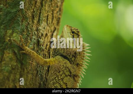 Les lézards jaunes sur les arbres sont colorés en harmonie avec la nature. Banque D'Images