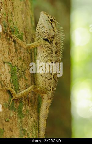 Les lézards jaunes sur les arbres sont colorés en harmonie avec la nature. Banque D'Images