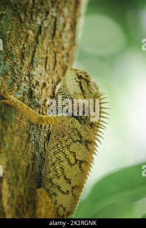 Les lézards jaunes sur les arbres sont colorés en harmonie avec la nature. Banque D'Images