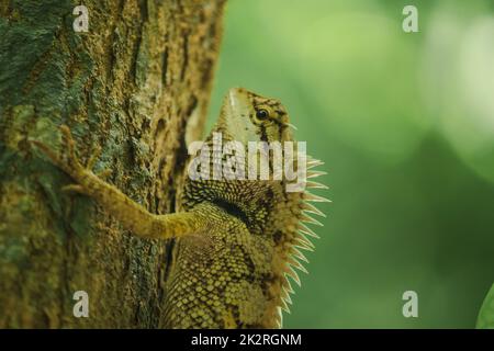 Les lézards jaunes sur les arbres sont colorés en harmonie avec la nature. Banque D'Images