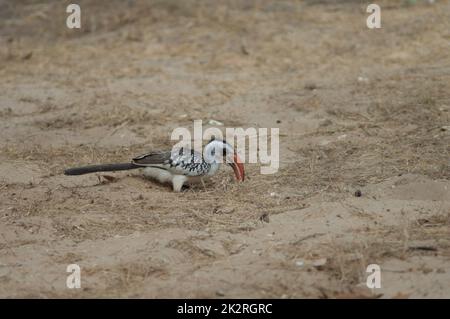 Charme à bec rouge du Nord Tockus erythrorhynchus kempi à la recherche de nourriture. Banque D'Images