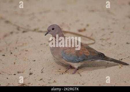 Spilopelia senegalensis riante sur le sable. Banque D'Images