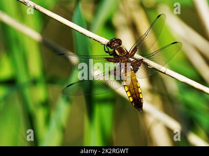 Dragonfly à ventre plat - Libellula depressa, Chaser à corps large, femme Banque D'Images