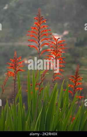 Drapeau africain, également connu sous le nom de Chasmanthe floribunda sur l'île de Madère, Portugal Banque D'Images