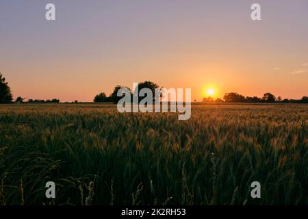 Coucher de soleil fin de printemps avec champ de céréales en premier plan Banque D'Images