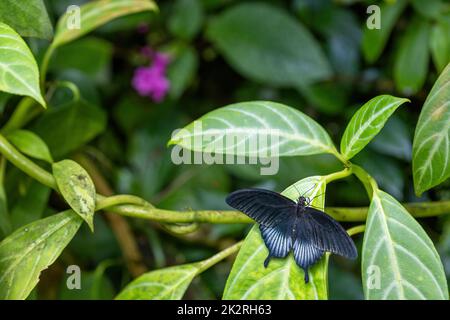 Grand papillon Mormon avec ailes ouvertes Banque D'Images