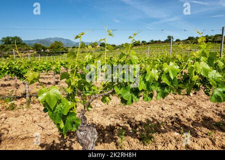 Jeunes pousses avec des grappes de raisins sur les branches de la vigne au printemps. Agriculture. Banque D'Images