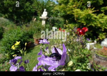 Holzbiene (Xylocopa spec.) an einer Glockenblume (Campanula) im naturanahen Garten Banque D'Images