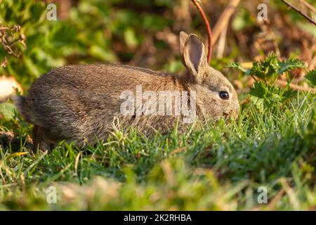 Joli petit lapin sauvage dans un habitat naturel Banque D'Images