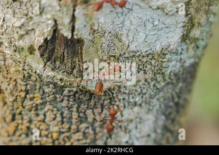 Les fourmis rouges marchent sur l'écorce de l'arbre. Banque D'Images