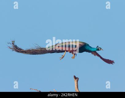 Un magnifique Peacock lumineux avec des plumes d'égrenage volées dans l'air et le train s'étendait clairement ; un paon bleu d'égrenage ; un gros oiseau volant dans l'air Banque D'Images