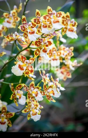 Fleur d'orchidée, Odontoglossum Banque D'Images