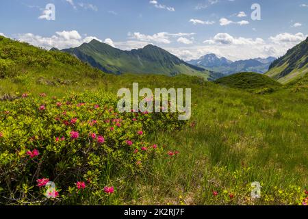 Paysage alpin typique au début de l'été près de Damuls, Vorarlberg, Autriche Banque D'Images