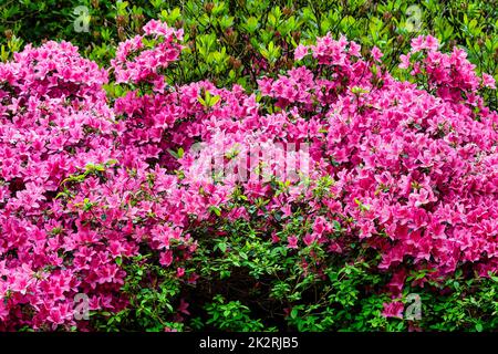 Rhododendrons à Windsor Great Park, Royaume-Uni Banque D'Images