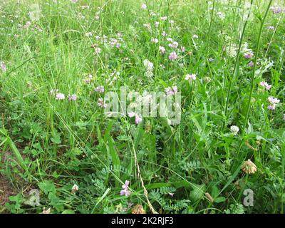 Prairie de fleurs sauvages avec Crownvetch et paille de lit blanche Banque D'Images