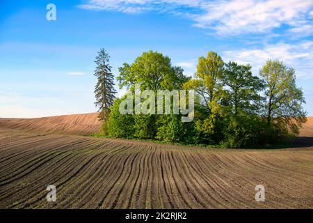 Nouvelle récolte de printemps dans un champ agricole Banque D'Images