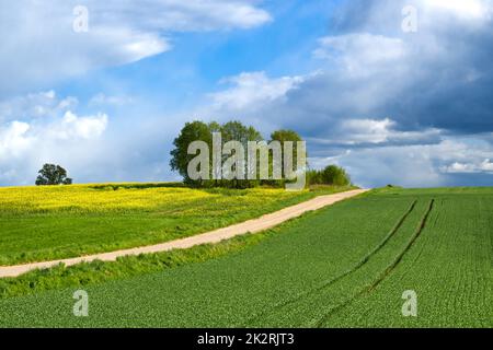 Route de gravier de campagne à travers les champs de ferme et de prairie Banque D'Images