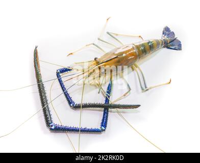 Crevettes géantes d'eau douce sur blanc Banque D'Images