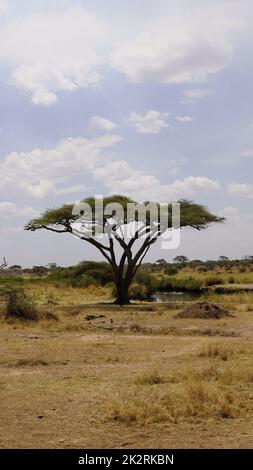 Une belle photo verticale d'un parapluie thorn acacia Banque D'Images