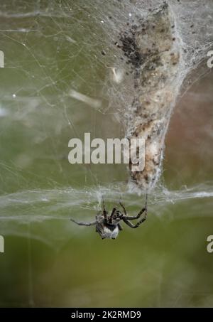 Cyrtophora citricola. Araignée sur une toile avec des œufs. Madère, Portugal Banque D'Images