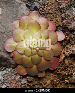 Disque Houseleek, Aeonium glandulosum, île de Madère, Portugal, Europe Banque D'Images