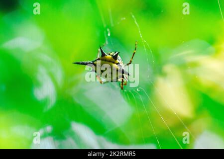 Le Weaver d'Orb épineux dans la nature peut être trouvé partout dans le monde mais sans danger. Banque D'Images