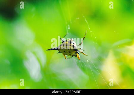 Le Weaver d'Orb épineux dans la nature peut être trouvé partout dans le monde mais sans danger. Banque D'Images