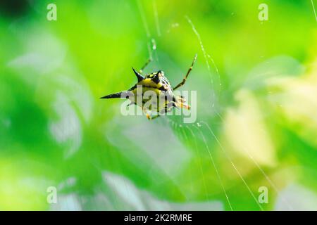 Le Weaver d'Orb épineux dans la nature peut être trouvé partout dans le monde mais sans danger. Banque D'Images