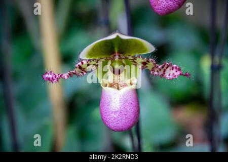 Fleur d'orchidée, hybride de paphiopedilum américain Banque D'Images