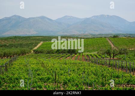 Vignoble avec vignes Banque D'Images