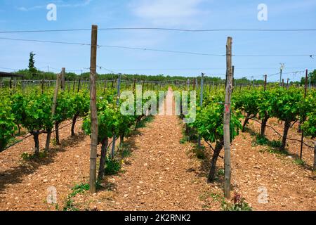 Vignoble avec vignes Banque D'Images