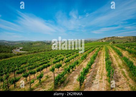 Vignoble avec vignes Banque D'Images