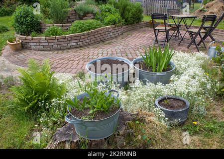 jardin rustique - fougère, plantes dans la baignoire en étain, spirale d'herbes, chaises et table Banque D'Images