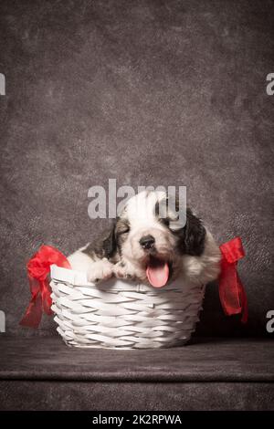 Chiot mignon dans panier Banque D'Images