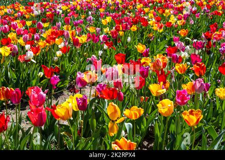 Un champ plein de fleurs de tulipe colorées Banque D'Images