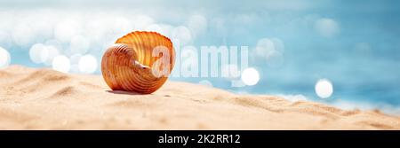 Coquillages sur le sable de la plage de la mer en été Banque D'Images