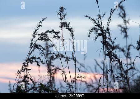 Silhouettes d'herbe sèche avec vue sur le coucher du soleil. Banque D'Images