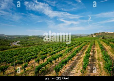 Vignoble avec vignes Banque D'Images