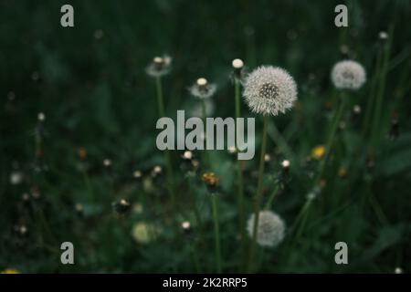 Fermé Bud d'un pissenlit. Pissenlit fleurs blanches dans l'herbe verte. Photo de haute qualité Banque D'Images