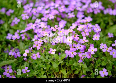 Fleur Aubrieta gros plan. Fleur Forget-me-nots. Nom scientifique Aubrieta deltoidea. Arrière-plan du ressort. Petites fleurs violettes avec des centres jaunes. Banque D'Images