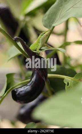 Lézard vert à l'anole sur l'aubergine, lutte antiparasitaire dans une ferme biologique Banque D'Images