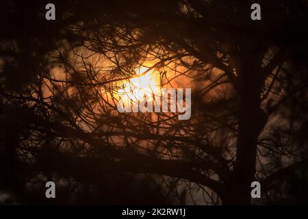 La silhouette de la branche de pin et la lumière du soleil Banque D'Images