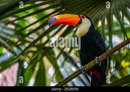 Toco Toucan (oiseau tropical coloré) Banque D'Images