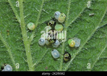 Insecte de bouclier vert, palomena prasina, nymphes fraîches et œufs Banque D'Images