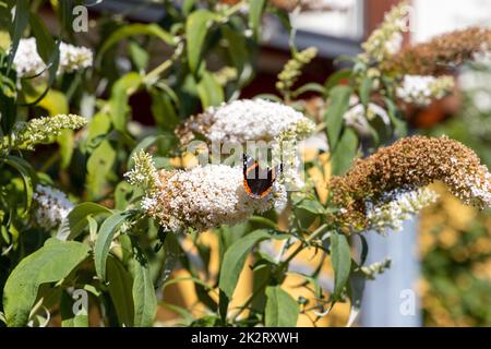 Un papillon, un papillon paon, est assis sur un lilas et profite du soleil. Banque D'Images