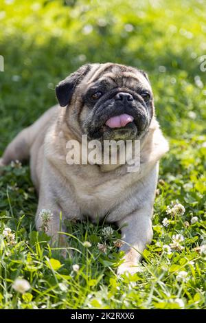 Un pug se trouve sur un pré et surveille la région Banque D'Images