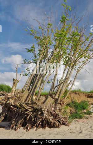 Conséquences de l'érosion côtière : arbres tombés sur la falaise, racines d'arbres exposées, mer Baltique, Zierow, baie de Wismar, Nordwestmecklenburg, Mecklenburg-Vorpommern, Allemagne Banque D'Images