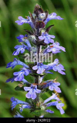 Bugle bleu, inflorescence, une ancienne plante curative Banque D'Images
